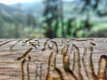 Close-up of wood on tree trunk in forest