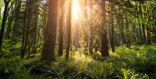 Trees in forest