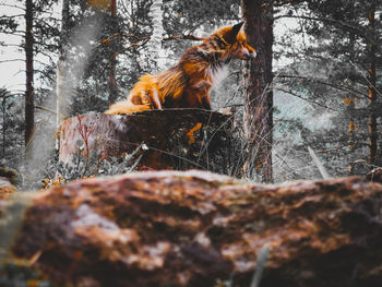 Surface level of horse on tree trunk