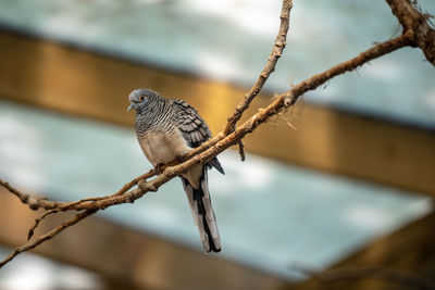 Bird perching on a branch