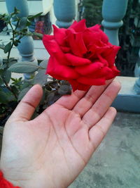 Close-up of hand holding flower