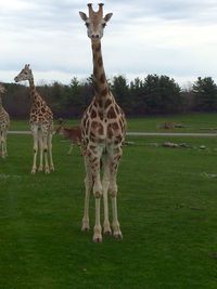 Cows grazing on grassy field