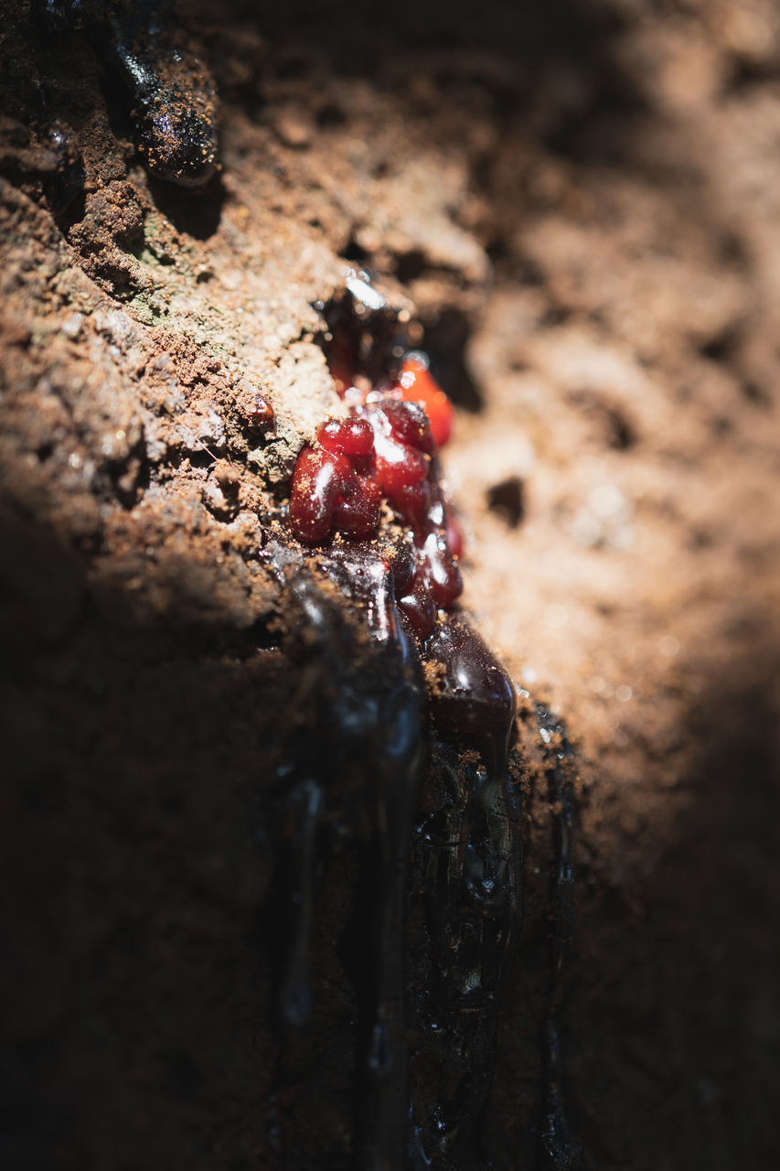 CLOSE-UP OF ANT ON THE GROUND