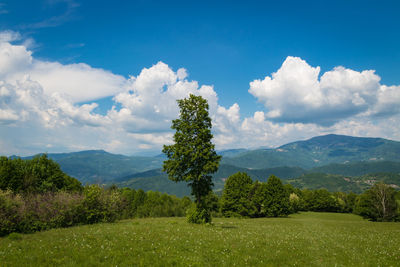 Trees on field against sky