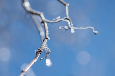 Low angle view of plant against clear sky