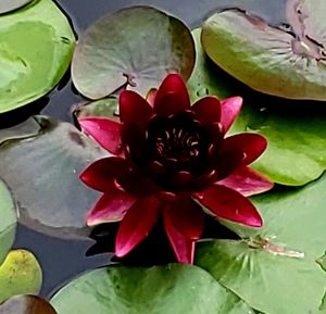 Close-up of lotus water lily in lake