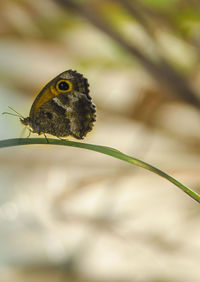 Close-up of butterfly on plant