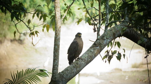 Low angle view of bird perching on branch