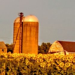 View of flowering plants against the sky