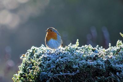 Bird perching on fresh flower