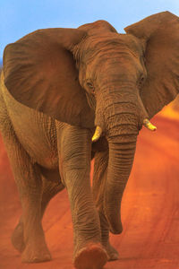 Elephant standing in a field