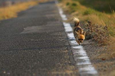 Close-up of a cat on the road