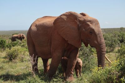 Elephant in a field