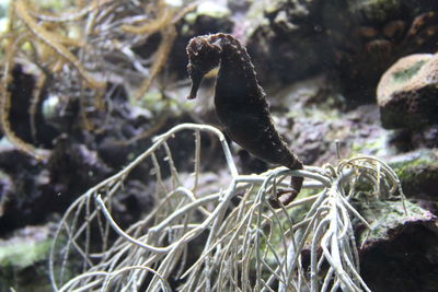 Close-up of bird in water