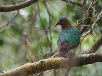 Close-up of bird perching on branch