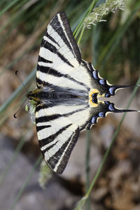 Close-up of butterfly on flower