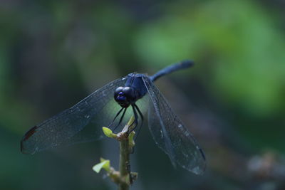 Close-up of insect on leaf
