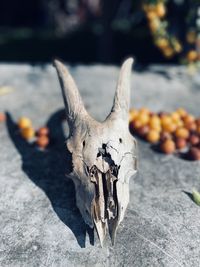 Close-up of skull