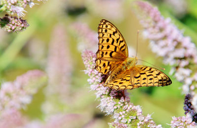 Close-up of butterfly pollinating on purple flower