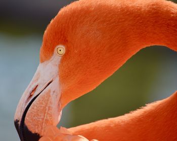 Close-up of a bird