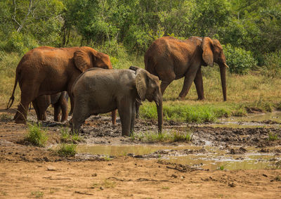 Elephant in a field