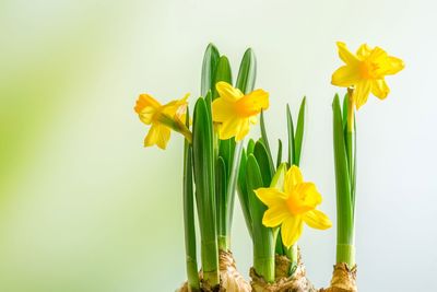 Close-up of yellow flowers in vase