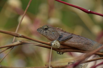 Close-up of an insect on plant