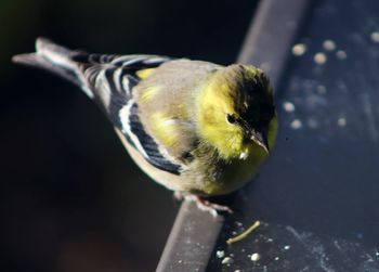 Close-up of bird perching on wood