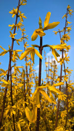 Low angle view of yellow flowering plant against sky