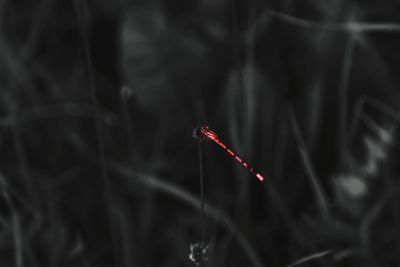 Close-up of red plant