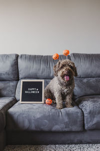 Dog sitting on sofa