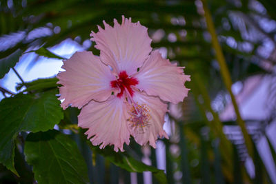 Close-up of pink flowering plant