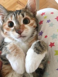 Close-up portrait of cat relaxing at home