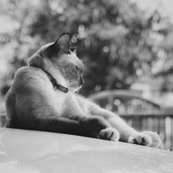 Close-up of dog relaxing outdoors