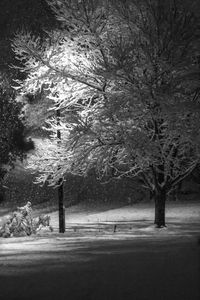 Trees on snow covered landscape