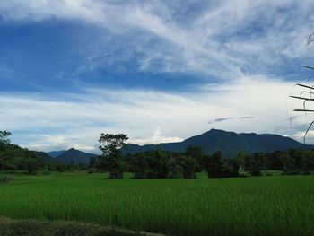 Scenic view of field against sky