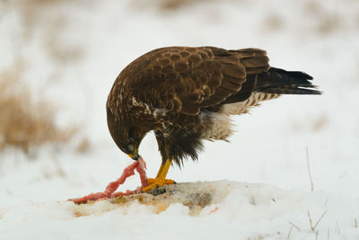 Close-up of bird perching on snow