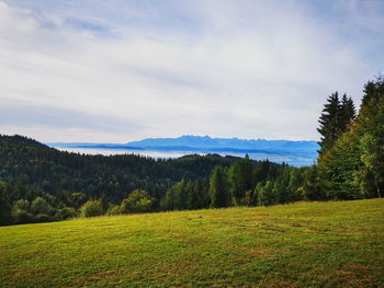 Scenic view of pine trees on field against sky