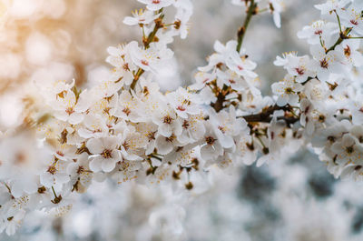 Close-up of white cherry blossoms in spring