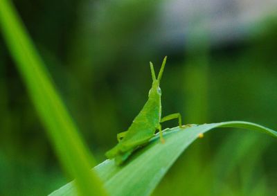 Close-up of insect on leaf