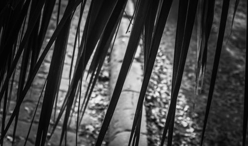 Low angle view of bamboo trees