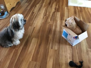 High angle view of dog on hardwood floor