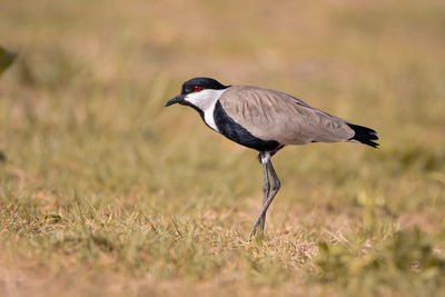 Side view of bird on grass