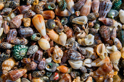 Full frame shot of seashells