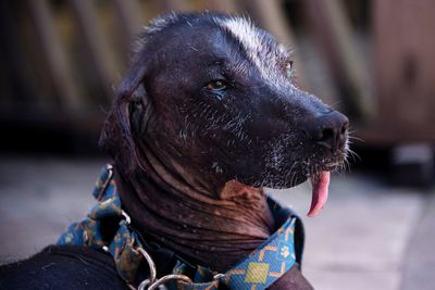 Close-up of dog looking away