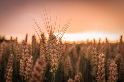 Close-up of wheat field against sky during sunset