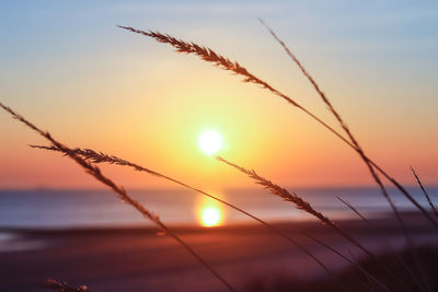 Close-up of silhouette plants against sky during sunset