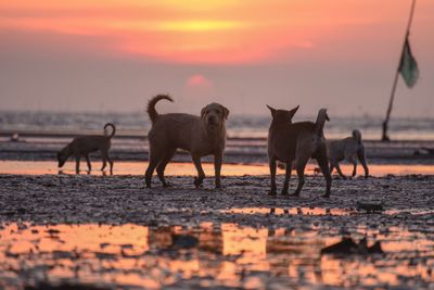 Horses on beach during sunset