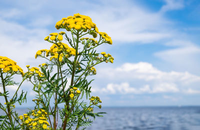 Close-up of yellow flowering plant against sky