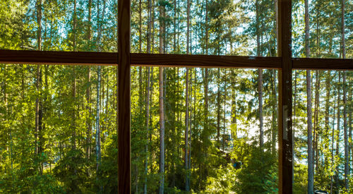 View through a window to a forest and sea